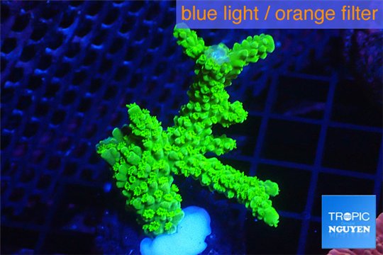 Acropora full neon green 4-6 cm WYSIWYG acclimaté