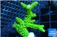 Acropora full neon green 4-6 cm WYSIWYG acclimaté