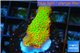 Montipora red fire forest 2-3 cm WYSIWYG acclimaté