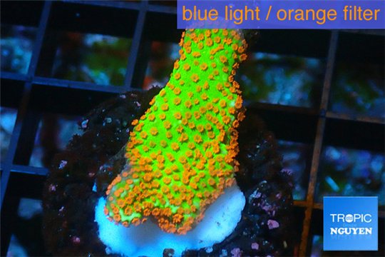 Montipora red fire forest 2-3 cm WYSIWYG acclimaté