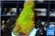 Montipora red fire forest 2-3 cm WYSIWYG acclimaté