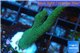 Montipora digitata green 2-4 cm WYSIWYG acclimaté