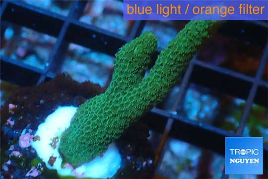 Montipora digitata green 2-4 cm WYSIWYG acclimaté