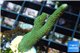 Montipora digitata green 2-4 cm WYSIWYG acclimaté
