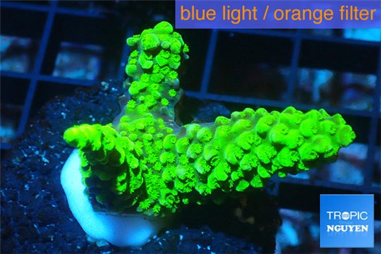 Acropora full neon green 4-6 cm WYSIWYG acclimaté