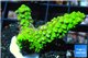 Acropora full neon green 4-6 cm WYSIWYG acclimaté