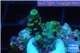 Acropora green Indonesia 2-3 cm WYSIWYG acclimaté