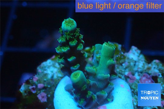 Acropora green Indonesia 2-3 cm WYSIWYG acclimaté