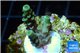 Acropora green Indonesia 2-3 cm WYSIWYG acclimaté