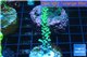 Acropora green golden Indonesia 3-4 cm WYSIWYG acclimaté