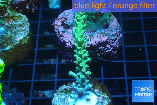 Acropora green golden Indonesia 3-4 cm WYSIWYG acclimaté