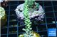 Acropora green golden Indonesia 3-4 cm WYSIWYG acclimaté