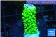 Acropora full neon green 1-3 cm WYSIWYG acclimaté
