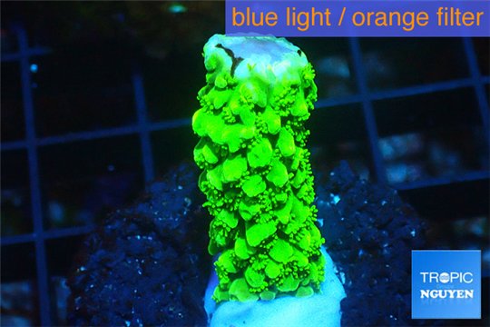 Acropora full neon green 1-3 cm WYSIWYG acclimaté