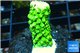 Acropora full neon green 1-3 cm WYSIWYG acclimaté