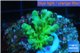 Acropora green purple yellow polyps Fijii 2-3 cm WYSIWYG acclimaté