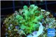 Acropora green purple yellow polyps Fijii 2-3 cm WYSIWYG acclimaté