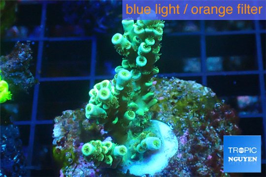 Acropora green Indonesia 2-4 cm WYSIWYG acclimaté