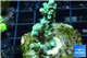 Acropora green Indonesia 2-4 cm WYSIWYG acclimaté