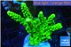 Acropora full neon green 4-6 cm WYSIWYG acclimaté