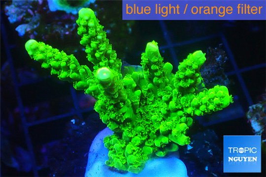 Acropora full neon green 4-6 cm WYSIWYG acclimaté