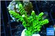 Acropora full neon green 4-6 cm WYSIWYG acclimaté