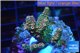 Acropora pink & green Indonesia 2-4 cm WYSIWYG acclimaté