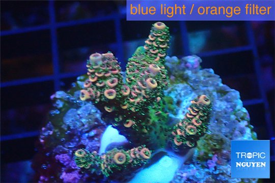 Acropora pink & green Indonesia 2-4 cm WYSIWYG acclimaté