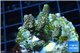 Acropora pink & green Indonesia 2-4 cm WYSIWYG acclimaté