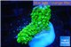 Acropora full neon green 2-3 cm WYSIWYG acclimaté