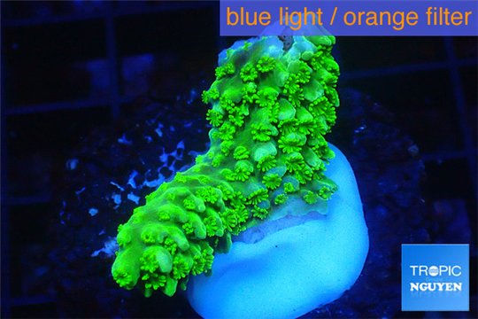 Acropora full neon green 2-3 cm WYSIWYG acclimaté