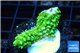 Acropora full neon green 2-3 cm WYSIWYG acclimaté