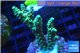 Acropora green Indonesia 2-4 cm WYSIWYG acclimaté