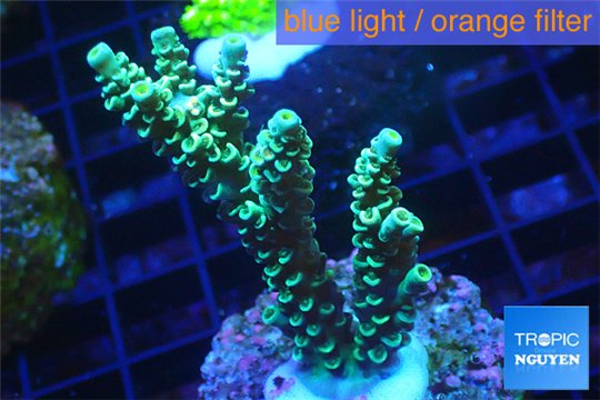 Acropora green Indonesia 2-4 cm WYSIWYG acclimaté