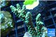 Acropora green Indonesia 2-4 cm WYSIWYG acclimaté