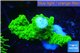 Acropora full neon green 2-4 cm WYSIWYG acclimaté