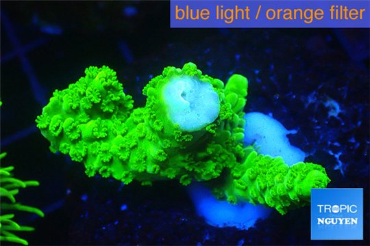 Acropora full neon green 2-4 cm WYSIWYG acclimaté