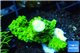 Acropora full neon green 2-4 cm WYSIWYG acclimaté