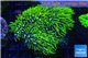 Pachyclavularia neon green 5-7 cm WYSIWYG acclimaté