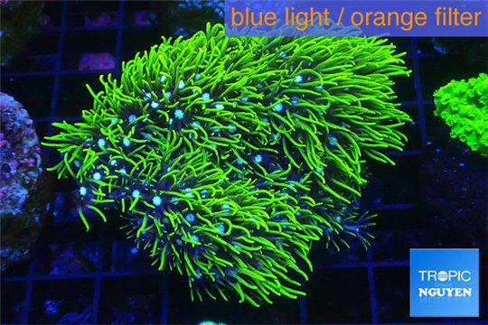 Pachyclavularia neon green 5-7 cm WYSIWYG acclimaté