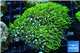 Pachyclavularia neon green 5-7 cm WYSIWYG acclimaté