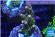 Acropora pink & green Indonesia 3-4 cm WYSIWYG acclimaté