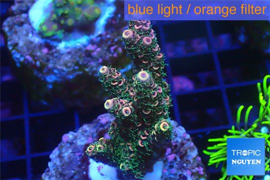 Acropora pink & green Indonesia 3-4 cm WYSIWYG acclimaté