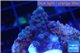 Acropora humilis full purple Fijii 1-2 cm WYSIWYG acclimaté