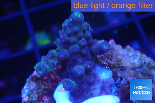 Acropora humilis full purple Fijii 1-2 cm WYSIWYG acclimaté