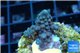 Acropora humilis full purple Fijii 1-2 cm WYSIWYG acclimaté
