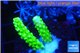 Acropora full neon green 2-3 cm WYSIWYG acclimaté
