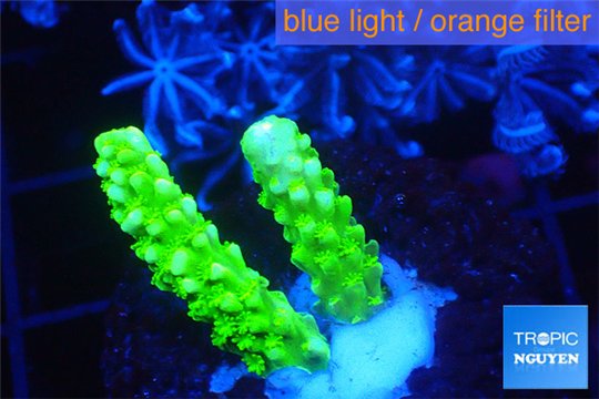 Acropora full neon green 2-3 cm WYSIWYG acclimaté