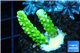 Acropora full neon green 2-3 cm WYSIWYG acclimaté