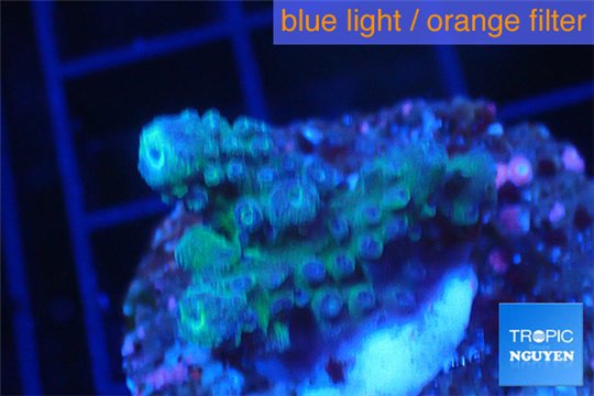 Acropora green purple 1-3 cm WYSIWYG acclimaté